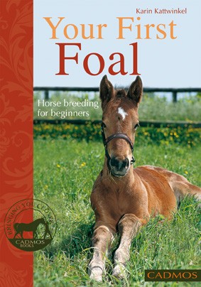 Your First Foal